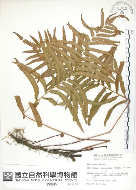 鐵毛蕨、毛蕨藏品圖，第1張