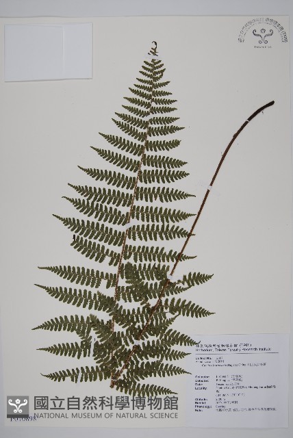 川上氏肋毛蕨藏品圖，第1張