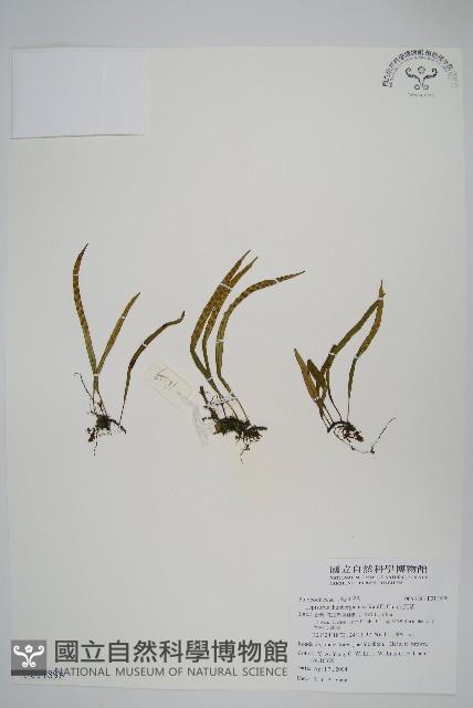 瓦葦藏品圖，第1張