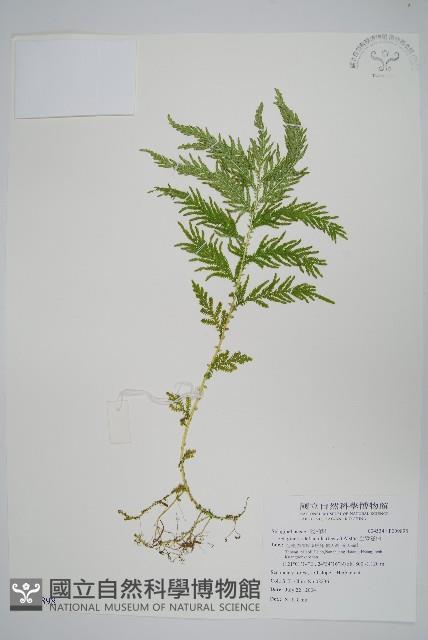 全緣卷柏藏品圖，第1張