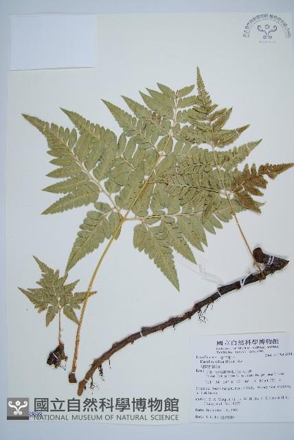 闊葉骨碎補藏品圖，第1張