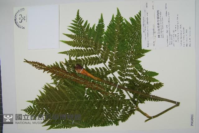 登錄號:P009998藏品圖，第1張