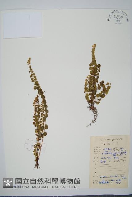 圓葉陵齒蕨藏品圖，第1張