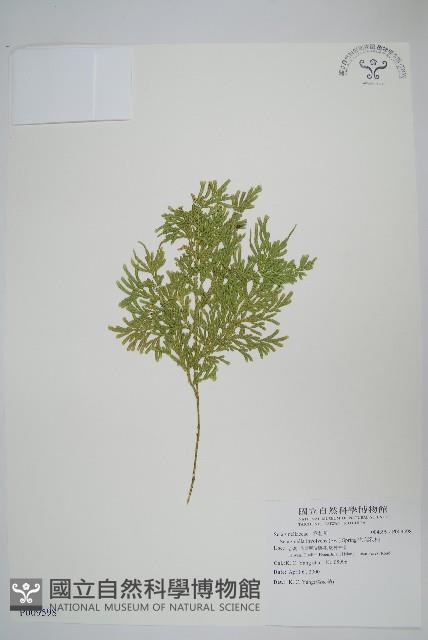 密葉卷柏藏品圖，第1張