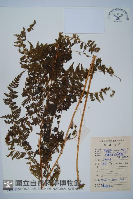 華南鱗蓋蕨藏品圖，第1張