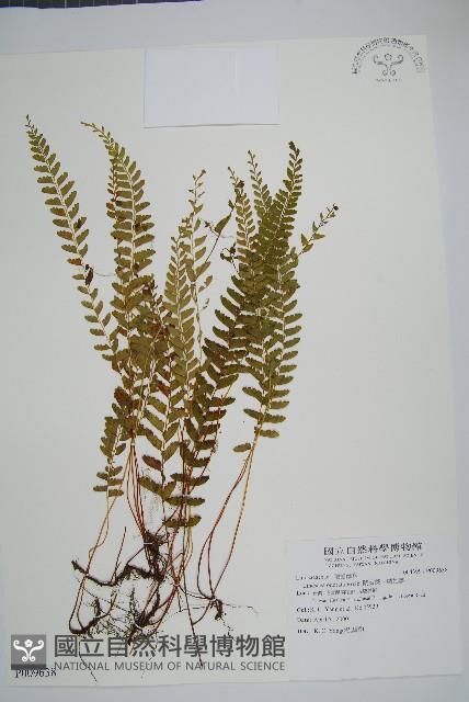 陵齒蕨、鱗始蕨藏品圖，第1張