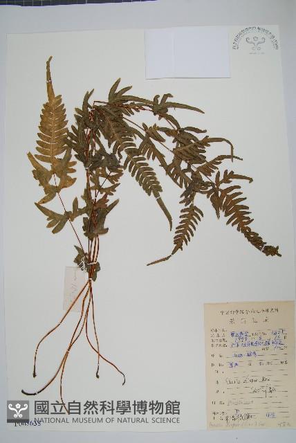 天草鳳尾蕨藏品圖，第1張