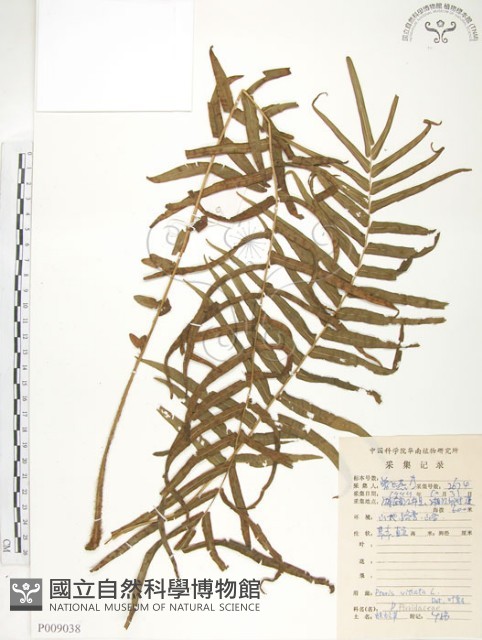 鱗蓋鳳尾蕨藏品圖，第1張