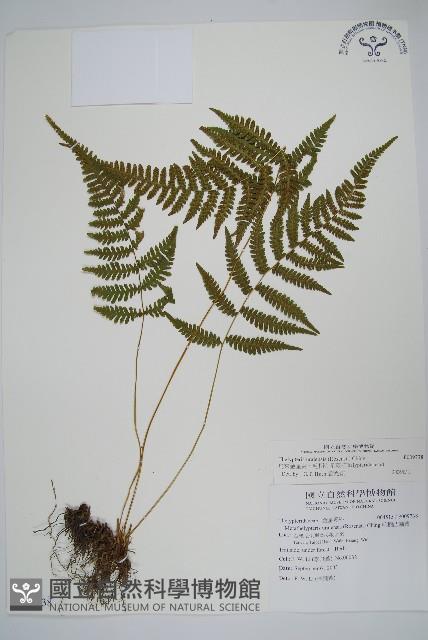 烏來金星蕨、毛柄金星蕨藏品圖，第1張