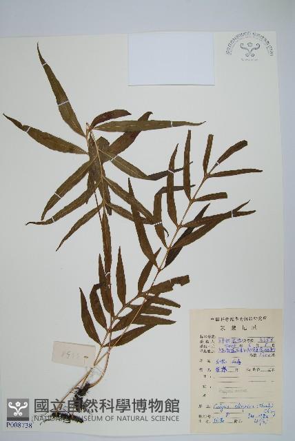 橢圓線蕨藏品圖，第1張