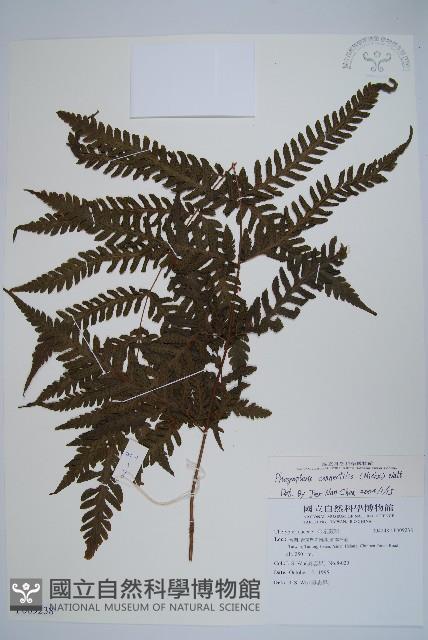 薄葉擬肋毛蕨、南洋三叉蕨藏品圖，第1張