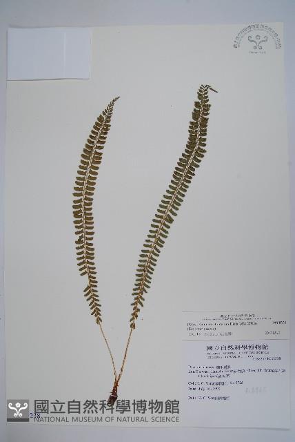 鋸齒葉耳蕨藏品圖，第1張