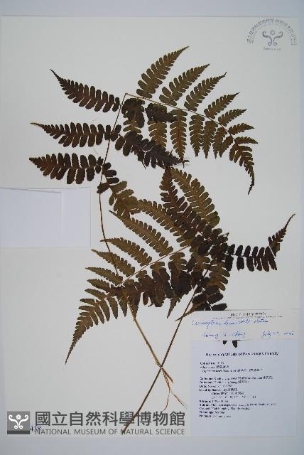 貞蕨藏品圖，第1張