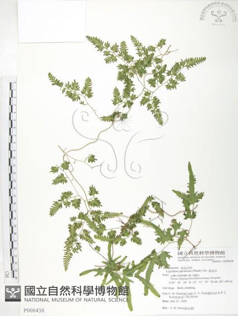 海金沙藏品圖，第1張