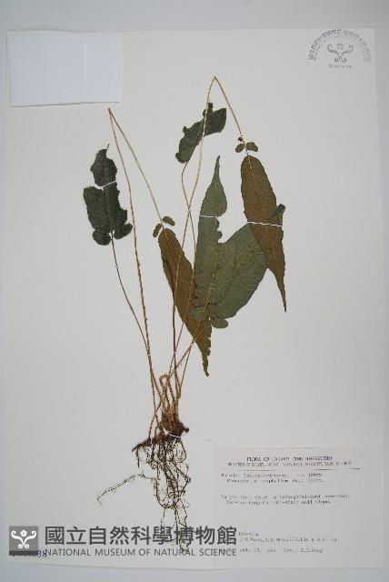 新月蕨藏品圖，第1張