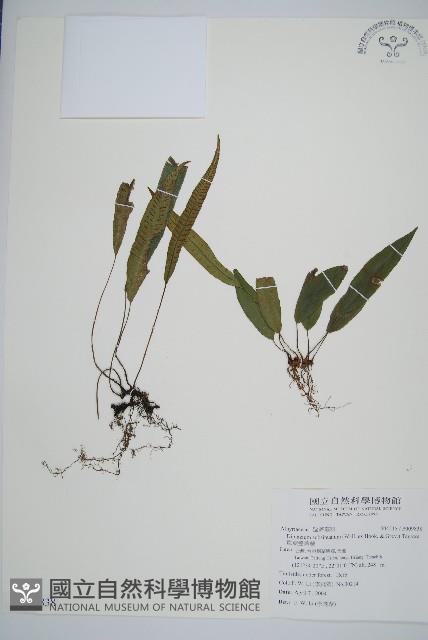 單葉雙蓋蕨藏品圖，第1張