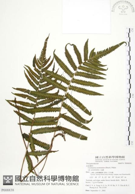 毛蕨藏品圖，第1張