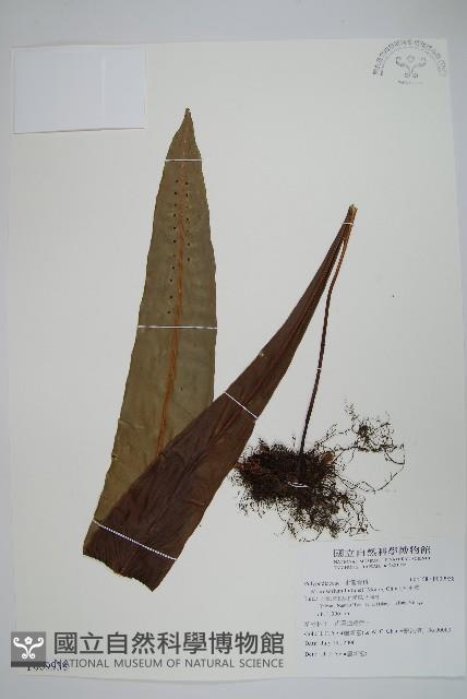 大星蕨藏品圖，第1張