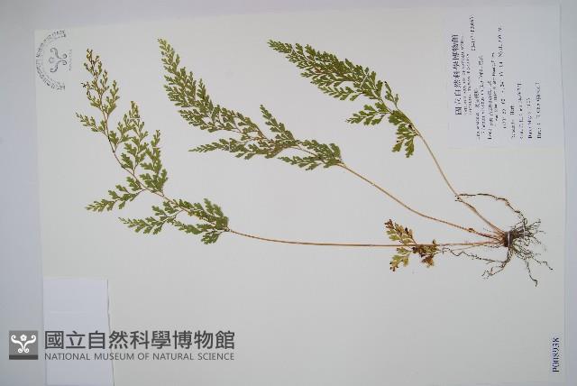 烏蕨藏品圖，第1張