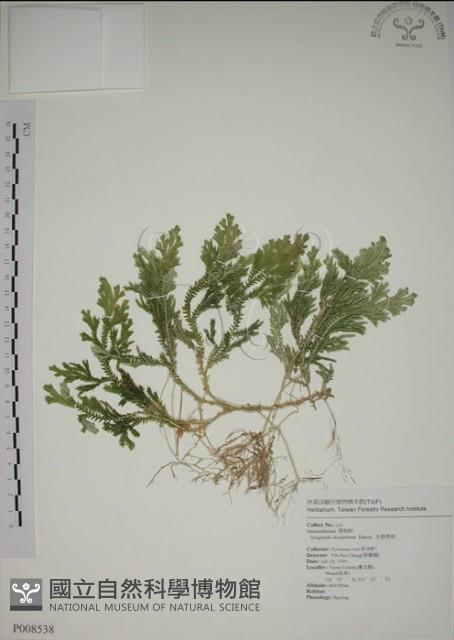 生根卷柏藏品圖，第1張