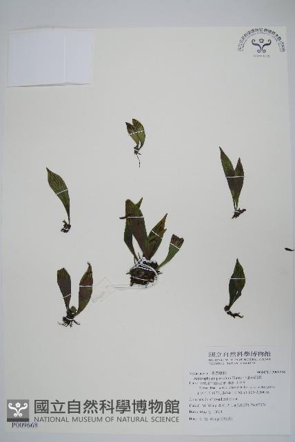 無柄車前蕨、小車前蕨藏品圖，第1張