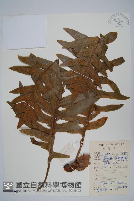 團葉槲蕨藏品圖，第1張