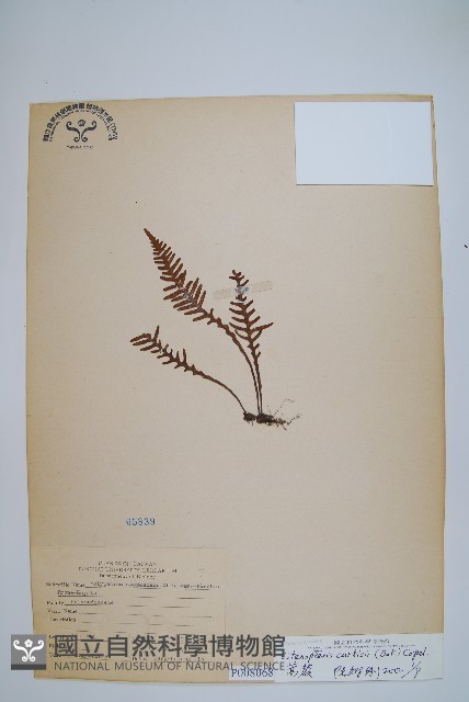 蒿蕨藏品圖，第1張