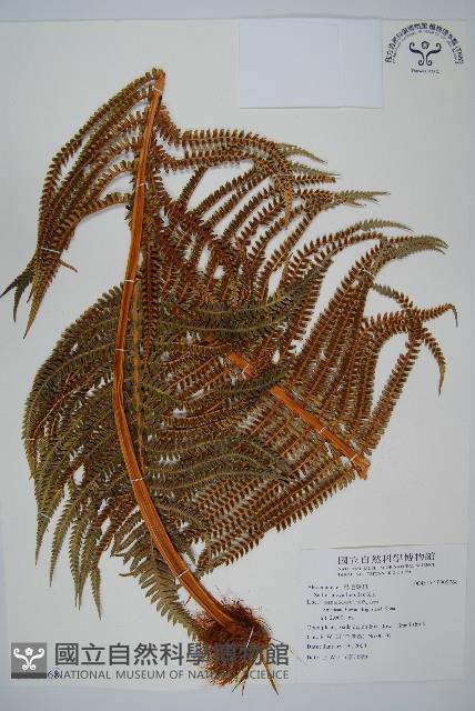 登錄號:P009768藏品圖，第1張