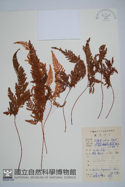 圓蓋陰石蕨藏品圖，第1張