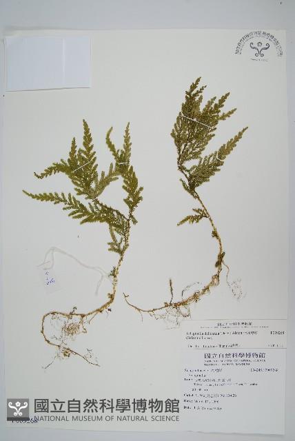 全緣卷柏藏品圖，第1張