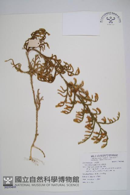 過山龍藏品圖，第1張