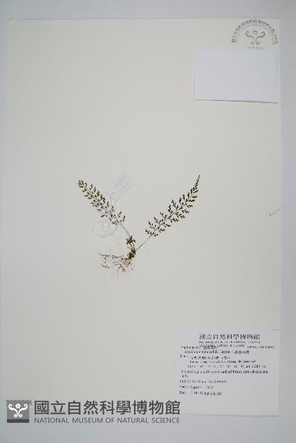 小葉鐵角蕨藏品圖，第1張
