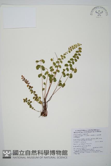 圓葉陵齒蕨藏品圖，第1張