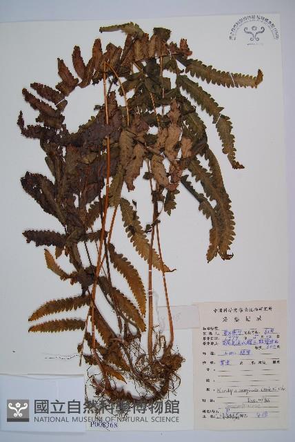 邊緣鱗蓋蕨藏品圖，第1張