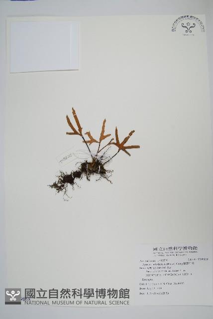 槭葉石葦藏品圖，第1張