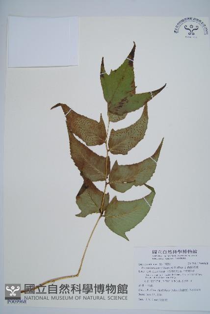 細齒貫眾蕨藏品圖，第1張