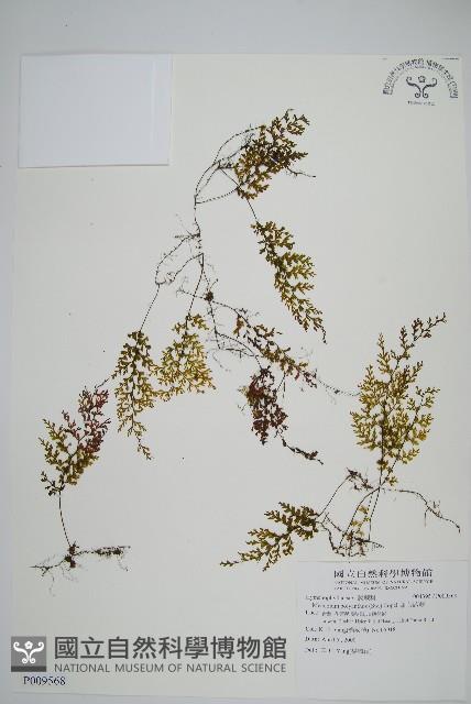 細葉蕗蕨藏品圖，第1張