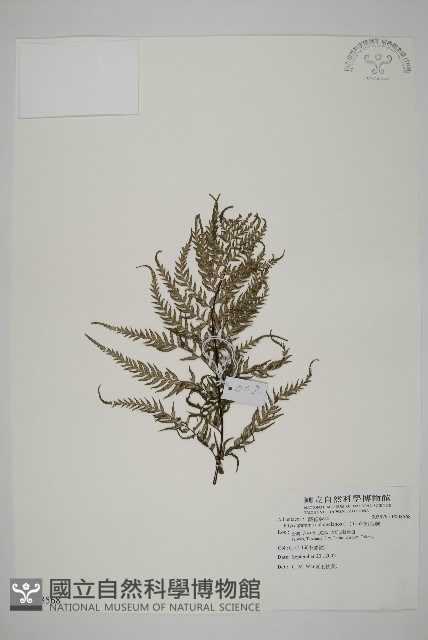 粉葉蕨藏品圖，第1張
