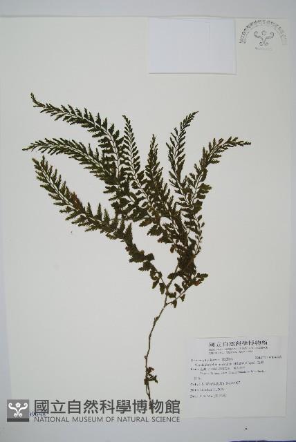 瓶蕨藏品圖，第1張