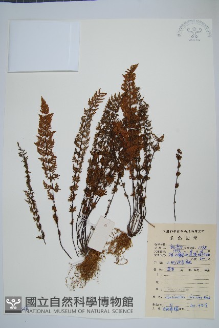 細葉碎米蕨藏品圖，第1張