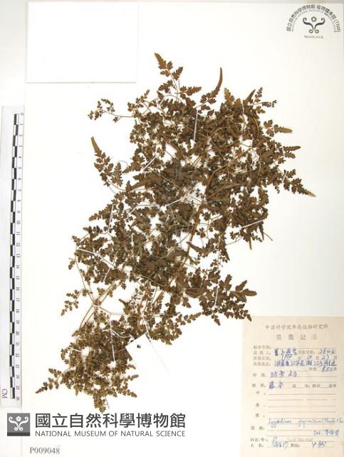 海金沙藏品圖，第1張