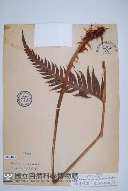 東方狗脊蕨藏品圖，第1張