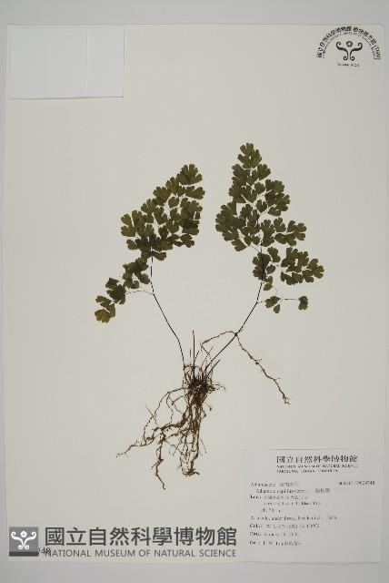 鐵線蕨藏品圖，第1張