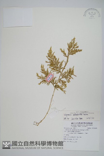 異葉卷柏藏品圖，第1張
