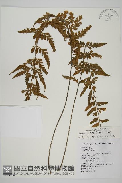 大蓬萊鐵角蕨藏品圖，第1張