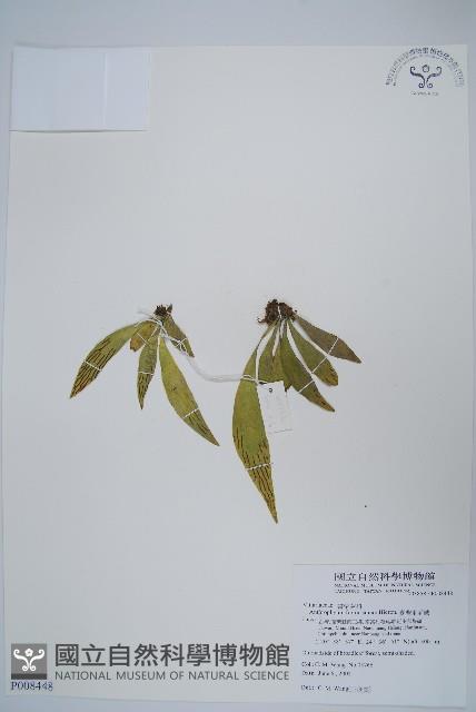 臺灣車前蕨藏品圖，第1張