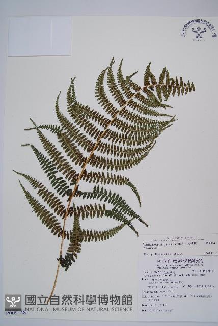 對生蹄蓋蕨藏品圖，第1張