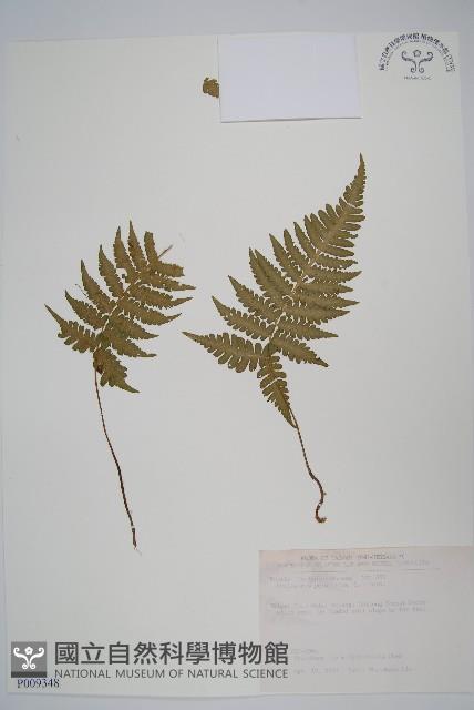 假蹄蓋蕨、東洋蹄蓋蕨藏品圖，第1張