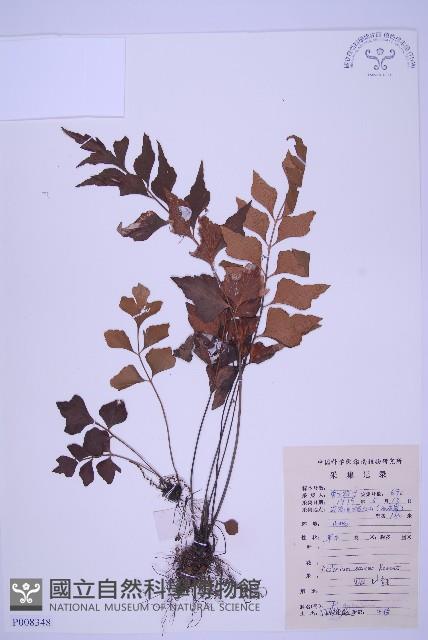 石生鐵角蕨藏品圖，第1張