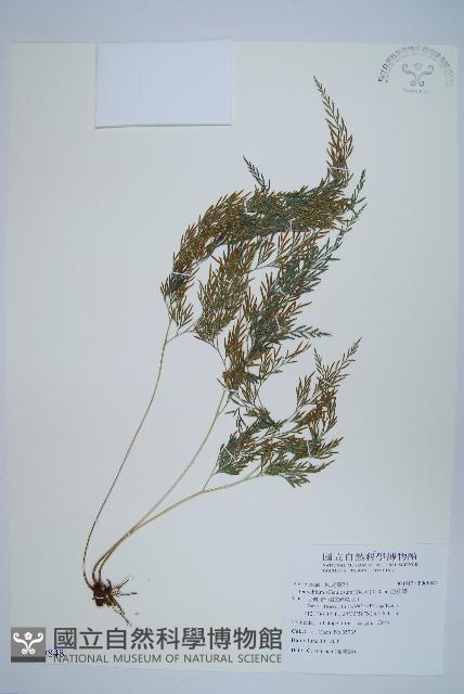 金粉蕨藏品圖，第1張